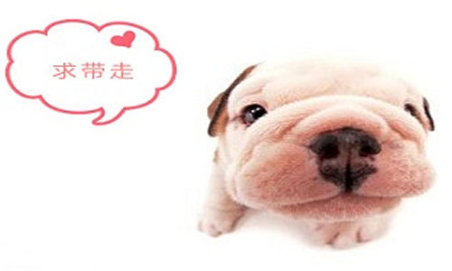 主人,快带我走